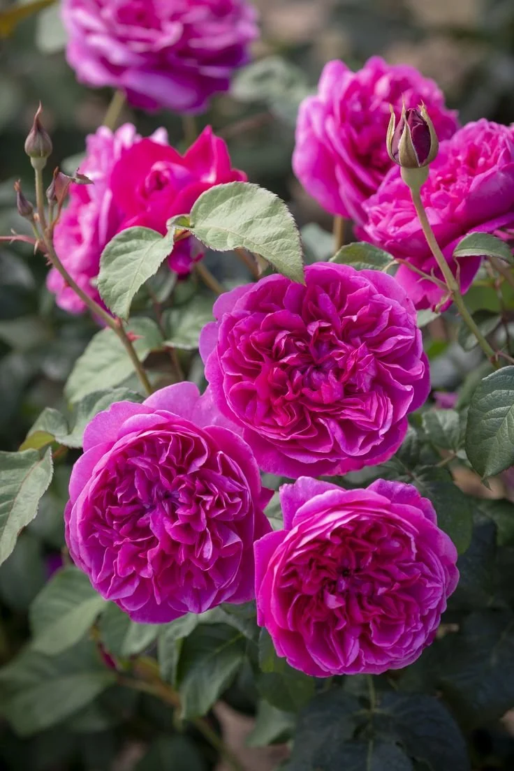 English Style — Pre Order Roses for 2026 Pick up — Select Roses